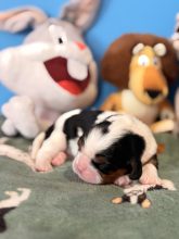 Chiots de race Cavalier king charles spaniel à vendre chez l'éleveur THEISEN AUDE