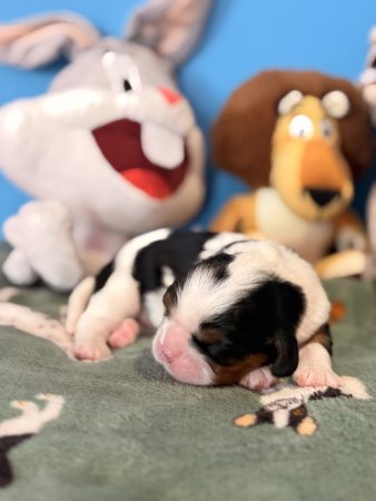 Image de la portée de chiot de l'élévage THEISEN AUDE
