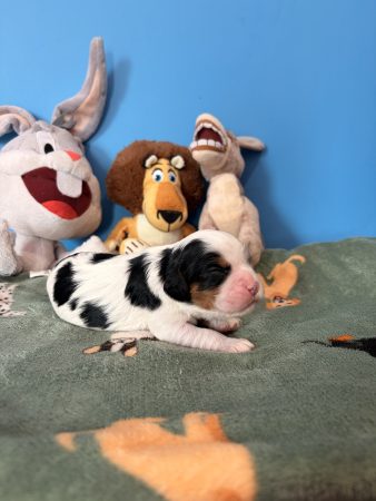 Image de la portée de chiot de l'élévage THEISEN AUDE