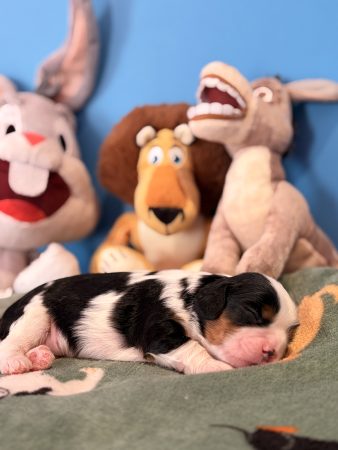 Image de la portée de chiot de l'élévage THEISEN AUDE