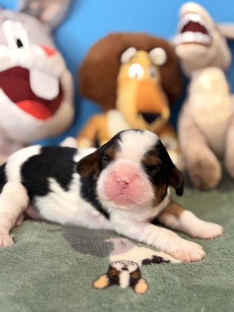 Image de la portée de chiot de l'élévage THEISEN AUDE