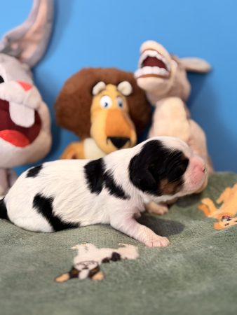 Image de la portée de chiot de l'élévage THEISEN AUDE