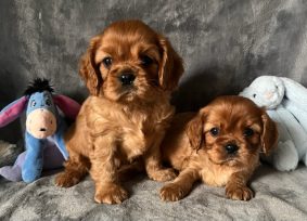 Chiots de race Cavalier king charles spaniel à vendre chez l'éleveur DE BLIC ANTOINE