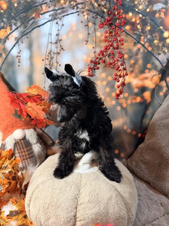Image de la portée de chiot de l'élévage BANCE AURELIE