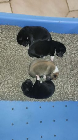 Image de la portée de chiot de l'élévage DU JARDIN D&rsquo;ARCOS