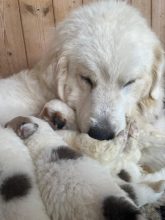 Chiots de race Chien de montagne des Pyrénées à vendre chez l'éleveur ELEVAGE DU BONHEUR D&rsquo;EMIR
