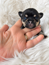 Chiots d'apparence Chihuahua à vendre chez l'éleveur AMORE DI SPHYNX