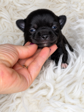 Chiots d'apparence Chihuahua à vendre chez l'éleveur AMORE DI SPHYNX