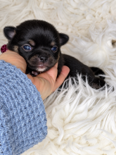 Chiots d'apparence Chihuahua à vendre chez l'éleveur AMORE DI SPHYNX