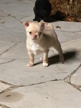 Chiots d'apparence Chihuahua à vendre chez l'éleveur SOYER ALEXANDRA