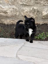 Chiots d'apparence Chihuahua à vendre chez l'éleveur SOYER ALEXANDRA