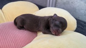 Chiots d'apparence Chihuahua à vendre chez l'éleveur Les chichis de Jadou