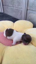 Chiots d'apparence Chihuahua à vendre chez l'éleveur Les chichis de Jadou