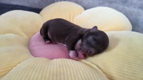 Chiots d'apparence Chihuahua à vendre chez l'éleveur Les chichis de Jadou