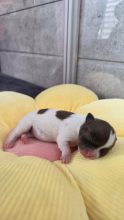 Chiots d'apparence Chihuahua à vendre chez l'éleveur Les chichis de Jadou