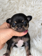 Chiots d'apparence Chihuahua à vendre chez l'éleveur AMORE DI SPHYNX