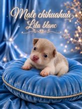 Chiots d'apparence Chihuahua à vendre chez l'éleveur LOVEANGEL PUPPY
