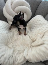 Chiots de race Chihuahua à vendre chez l'éleveur LES MINIS IDYLLES