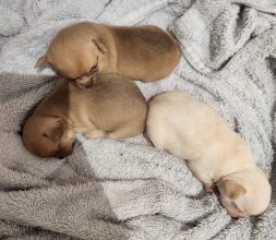 Chiots de race Chihuahua à vendre chez l'éleveur JARDIN DE LA PETITE ETOILE