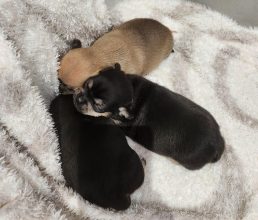 Chiots de race Chihuahua à vendre chez l'éleveur JARDIN DE LA PETITE ETOILE