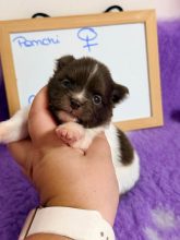 Chiots d'apparence Chihuahua à vendre chez l'éleveur CONTENSEAU LAURA – Domaine des terres Lorginoise