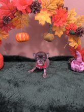 Chiots d'apparence Chihuahua à vendre chez l'éleveur SCEA SANDALVI