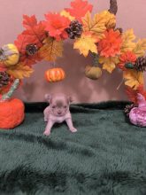 Chiots d'apparence Chihuahua à vendre chez l'éleveur SCEA SANDALVI