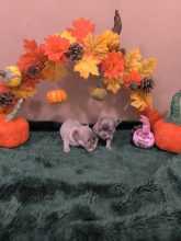 Chiots d'apparence Chihuahua à vendre chez l'éleveur SCEA SANDALVI