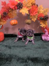 Chiots d'apparence Chihuahua à vendre chez l'éleveur SCEA SANDALVI