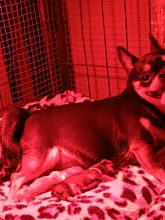 Chiots d'apparence Chihuahua à vendre chez l'éleveur BELLET VIRGINIE