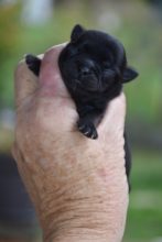 Chiots de race Chihuahua à vendre chez l'éleveur MARECHAL NANCY