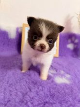 Chiots d'apparence Chihuahua à vendre chez l'éleveur CONTENSEAU LAURA – Domaine des terres Lorginoise