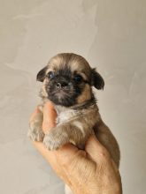 Chiots d'apparence Chihuahua à vendre chez l'éleveur DOMAINE DES TROIS FEES