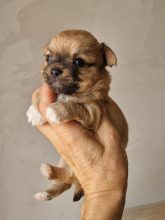 Chiots d'apparence Chihuahua à vendre chez l'éleveur DOMAINE DES TROIS FEES