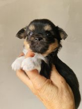 Chiots d'apparence Chihuahua à vendre chez l'éleveur DOMAINE DES TROIS FEES