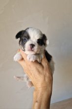 Chiots d'apparence Chihuahua à vendre chez l'éleveur DOMAINE DES TROIS FEES