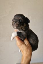 Chiots d'apparence Chihuahua à vendre chez l'éleveur DOMAINE DES TROIS FEES
