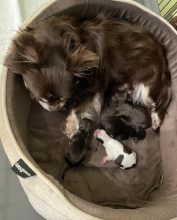 Chiots d'apparence Chihuahua à vendre chez l'éleveur CONTE NICOLE