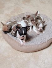 Chiots d'apparence Chihuahua à vendre chez l'éleveur LES PETITS BIJOUX DE COULEURS