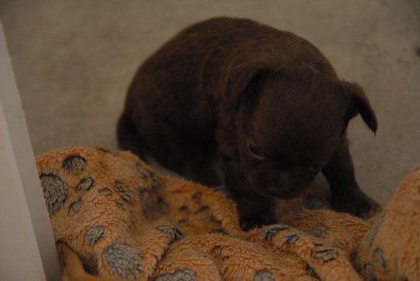 Image de la portée de chiot de l'élévage DES TERRES DE SAM