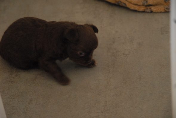 Image de la portée de chiot de l'élévage DES TERRES DE SAM