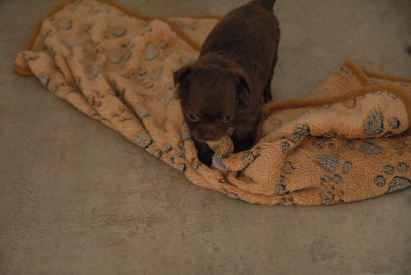 Image de la portée de chiot de l'élévage DES TERRES DE SAM