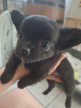 Chiots d'apparence Chihuahua à poil long à vendre chez l'éleveur DOMAINE D AURYSOL