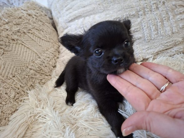 Image de la portée de chiot de l'élévage DOMAINE D AURYSOL