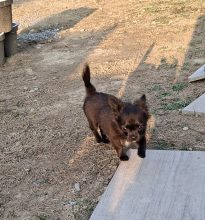 Chiots d'apparence Chihuahua à poil long à vendre chez l'éleveur DOMAINE D AURYSOL