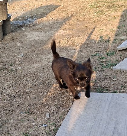 Image de la portée de chiot de l'élévage DOMAINE D AURYSOL