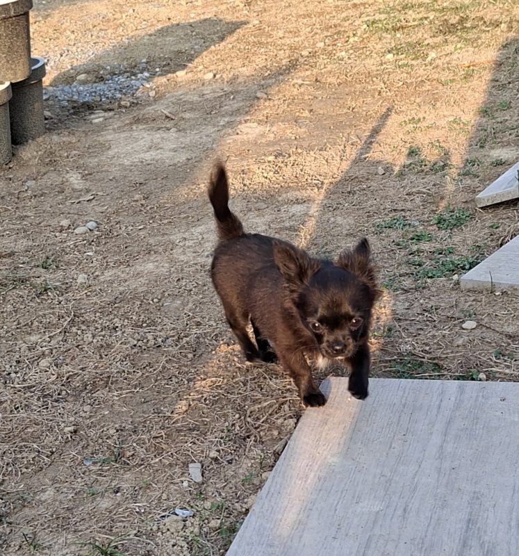 Image de la portée de chiot de l'élévage DOMAINE D AURYSOL