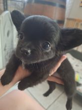 Chiots d'apparence Chihuahua à poil long à vendre chez l'éleveur DOMAINE D AURYSOL
