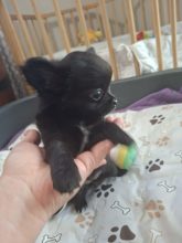 Chiots d'apparence Chihuahua à poil long à vendre chez l'éleveur DOMAINE D AURYSOL