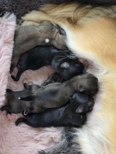 Chiots de race Chihuahua à poil long à vendre chez l'éleveur ELEVAGE DU DAHLIA ROSE IMPERIAL